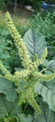 Amaranthus retroflexus
