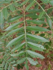 Blepharida