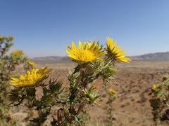 Berkheya spinosissima spinosissima