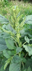 Amaranthus retroflexus