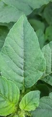 Amaranthus retroflexus