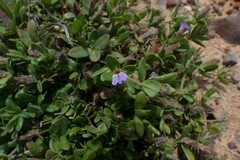 Blepharis integrifolia