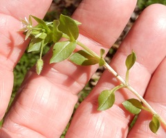 Cerastium brachypodum