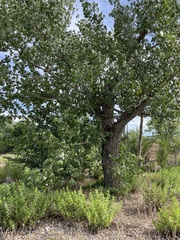 Populus nigra