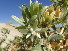 Kissenia capensis