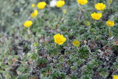 Potentilla subvahliana