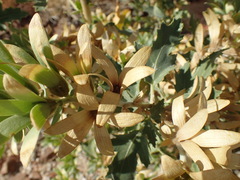 Kissenia capensis