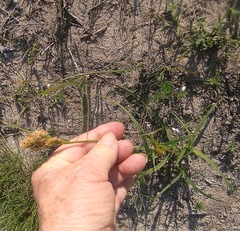 Carex capensis