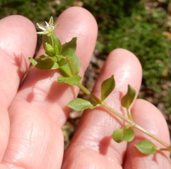 Cerastium brachypodum