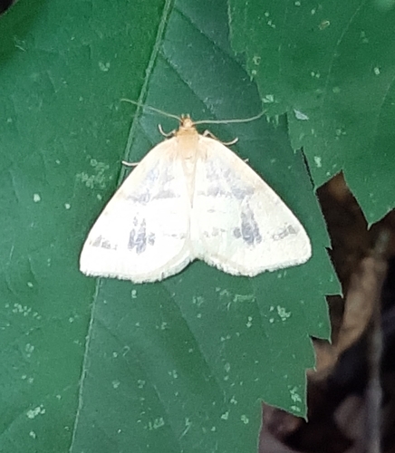Currant Spanworm Moth