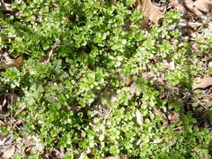 Cerastium brachypodum
