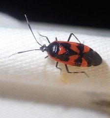 Deraeocoris trifasciatus