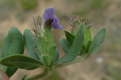 Blepharis integrifolia