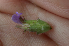 Blepharis integrifolia