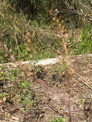 Lepidium virginicum image