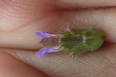 Blepharis integrifolia