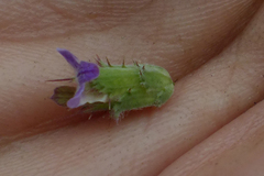 Blepharis integrifolia