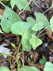 Viola sororia