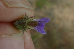 Blepharis integrifolia