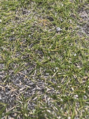 Zoysia minima