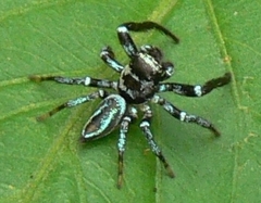 Thiania bhamoensis