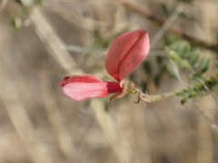Indigofera heterotricha