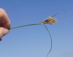 Carex capensis