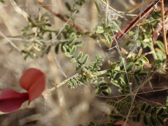 Indigofera heterotricha