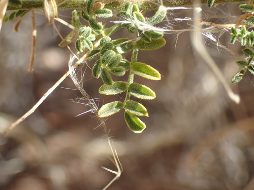 Image of Indigofera heterotricha by (c) Mahomed Desai, some rights reserved (CC BY)