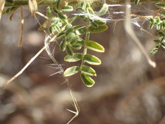 Indigofera heterotricha