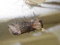 Abrostola triplasia