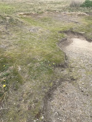 Zoysia minima