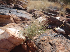 Jamesbrittenia integerrima