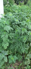 Ambrosia artemisiifolia