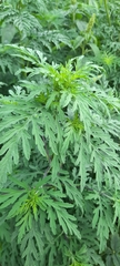 Ambrosia artemisiifolia