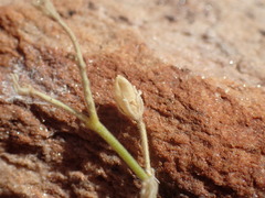 Jamesbrittenia integerrima