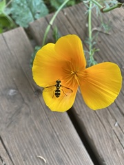 Xanthogramma pedissequum