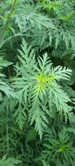 Ambrosia artemisiifolia