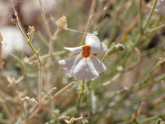 Jamesbrittenia integerrima