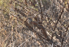 Tchagra australis australis