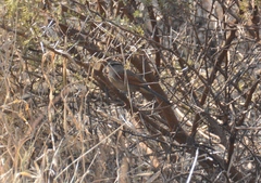 Tchagra australis australis