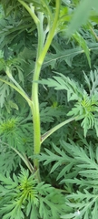 Ambrosia artemisiifolia