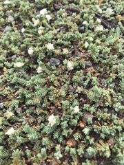 Pimelea carnosa