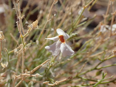 Jamesbrittenia integerrima