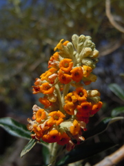Buddleja coriacea