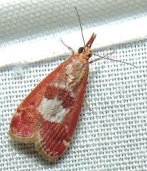 Syntonarcha vulnerata