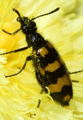 Mylabris nevadensis