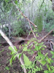 Sideroxylon celastrinum