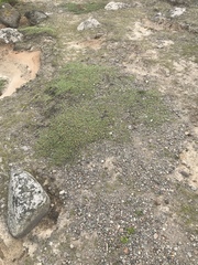 Pimelea carnosa