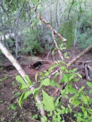 Sideroxylon celastrinum